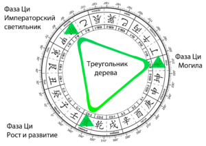Фазы-ци-треугольник-дерева-min