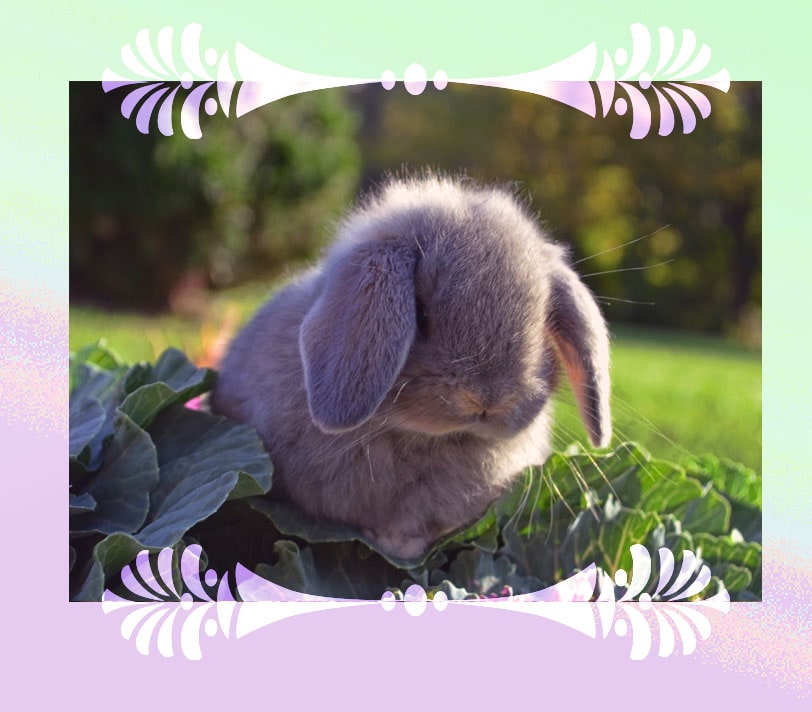Фэн-Шуй 2023 март — Месяц Кролика